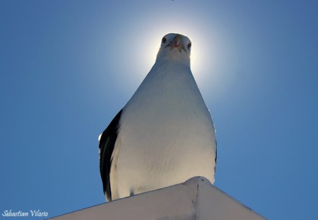 Gaviota cocinera (Larus dominicanus)